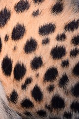 black dot on the cheetah  