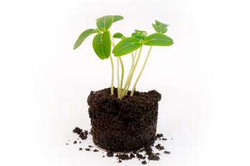 Green young sprouts from the soil. Agricultural crop. Growing plants.