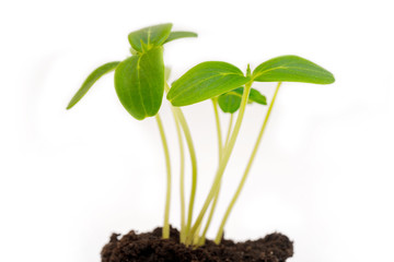 Green young sprouts from the soil. Agricultural crop. Growing plants.