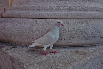 Close-up of a white dove on a stone pillar