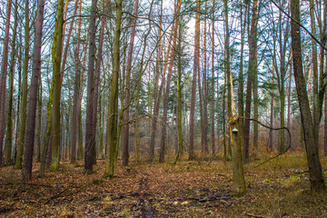 Beautiful forest landscape. A large mushroom grows on a tree. Spring empty forest. Background.