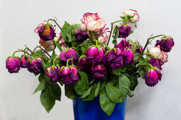 Dry multi-colored roses in a blue bucket or container in front of a light wall. The holiday is over