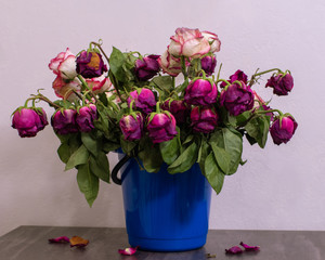 Dry multi-colored roses in a blue bucket or container in front of a light wall. Withered rose petals fell to a dark surface