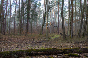 Beautiful forest landscape. A large mushroom grows on a tree. Spring empty forest. Background.