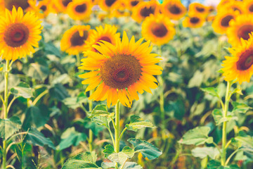 Fototapeta premium Sunflower blossom close up in field