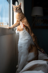 foto vertical. gato atigrado de ojos verdes de pie sobre el respaldo del sofa, mira el exterior a...