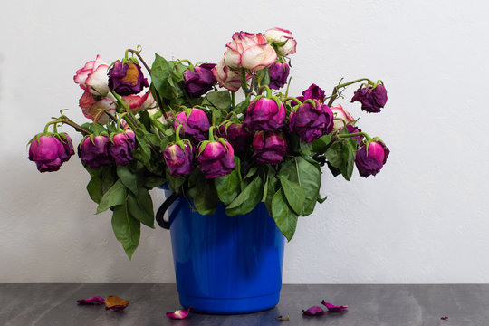Dry multi-colored roses in a blue bucket or container in front of a light wall. Withered rose petals fell to a dark surface. The holiday is over