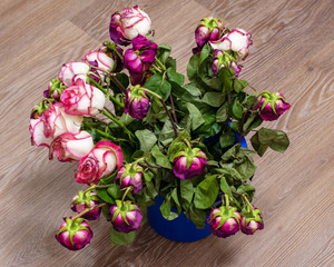 Dry multi-colored roses in a blue bucket or container in front of a light wall. The holiday is over. View from above