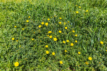 a field covered with bright and green grass