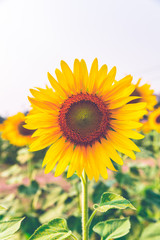 Sunflower blossom close up in field
