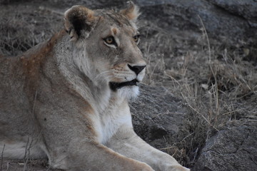 lion