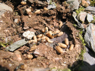 Ameisen und Ameisenpuppen