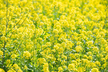 Spring rape macro for excursions and holiday banners wide angle