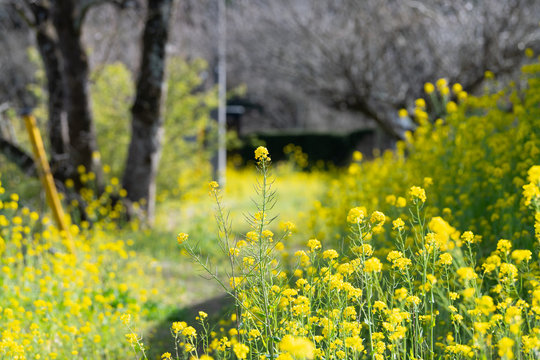 Spring rape macro for excursions and holiday banners wide angle countryside