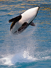 Killer whale (Orcinus orca) jumping out of blue water © Christian Musat