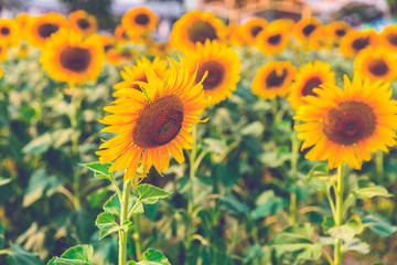 Sunflower blossom close up in field