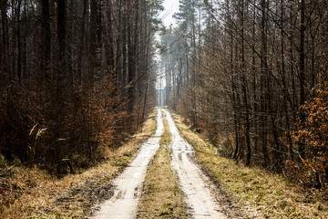 Fototapeta na wymiar Beautiful road in the forest. Bright sky. Long road in the spring forest. Background.
