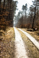 Fototapeta premium Beautiful road in the forest. Bright sky. Long road in the spring forest. Background.