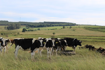 Holstein dairy heifers standing in field 