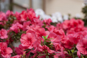 Close up  spring flowers azalea. Blooming hybrid Azalia Rhododendron selection in greenhouse. flower background. colorful bush flowers of rhododendron  at botanic garden. selective focus