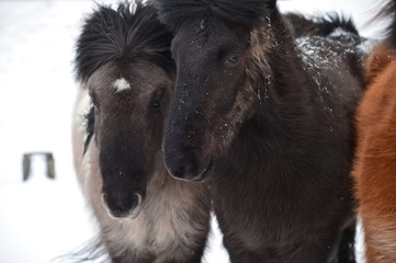 Heads with beautiful mane of an Icelandic horse in the wind in the snow on Iceland
