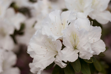 Obraz premium Close up spring flowers azalea. Blooming hybrid Azalia Rhododendron selection in greenhouse. flower background. colorful bush flowers of rhododendron at botanic garden. selective focus