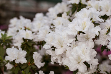 Close up  spring flowers azalea. Blooming hybrid Azalia Rhododendron selection in greenhouse. flower background. colorful bush flowers of rhododendron  at botanic garden. selective focus