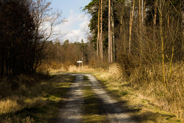 Beautiful road in the forest. Bright sky. Long road in the spring forest. Background.