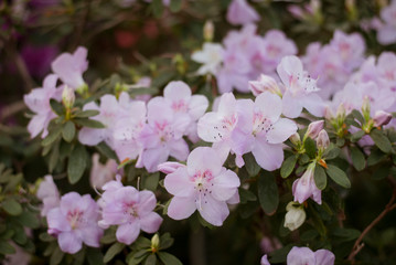 Close up  spring flowers azalea. Blooming hybrid Azalia Rhododendron selection in greenhouse. flower background. colorful bush flowers of rhododendron  at botanic garden. selective focus