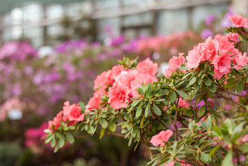 Close up  spring flowers azalea. Blooming hybrid Azalia Rhododendron selection in greenhouse. flower background. colorful bush flowers of rhododendron  at botanic garden. selective focus - obrazy, fototapety, plakaty