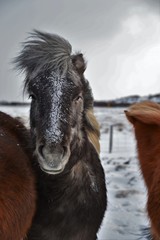 Icelandic horse in the snow with a beautiful mane in the wind