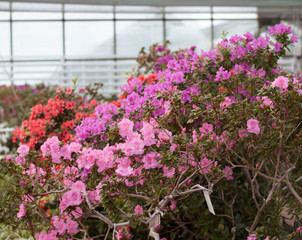 Close up  spring flowers azalea. Blooming hybrid Azalia Rhododendron selection in greenhouse. flower background. colorful bush flowers of rhododendron  at botanic garden. selective focus