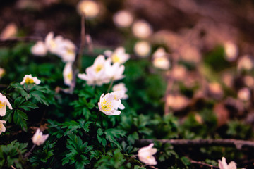 Nahaufnahme von weiße Blumen am Waldboden nahe einer Quelle