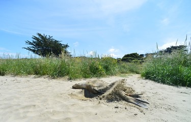Sea lion on the beach with blue sky from New Zealand