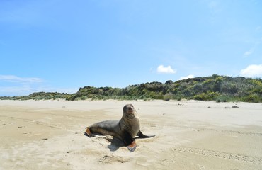 Sea lion on the beach with blue sky from New Zealand
