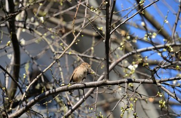 Sparrow on tree branch with flowers in spring against a blue sky
