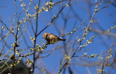 Sparrow on tree branch with flowers in spring against a blue sky