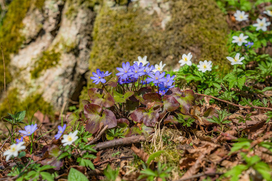 blue anemone
