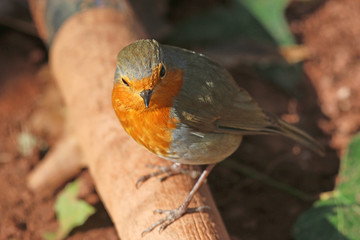 robin perched on a branch