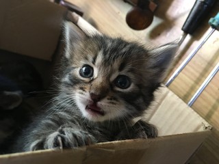 kitten in box