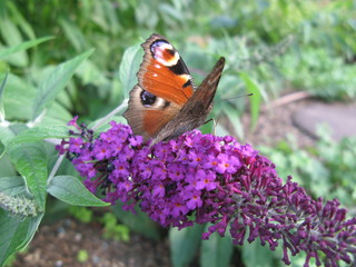 Schmetterling auf Sommerflieder