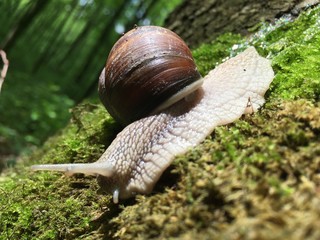 snail on grass