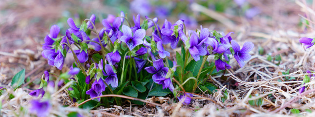 panoramic view of a Manchurian Violet in the early spring.. field of wild flowers