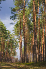 Pine trees forest during early spring, empty calm