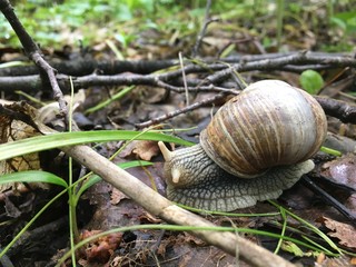 snail on the grass