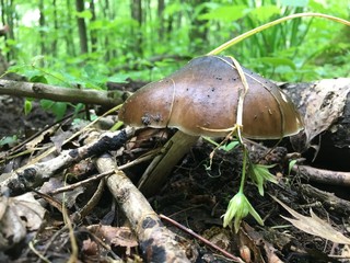 mushroom on a leaf