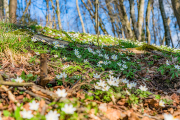 blue and white anemone