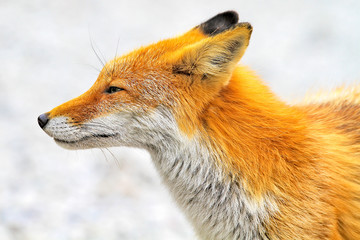 Japanese red fox in Hokkaido, Japan