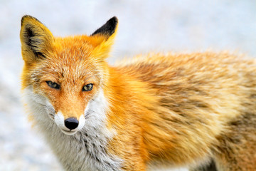 Japanese red fox in Hokkaido, Japan