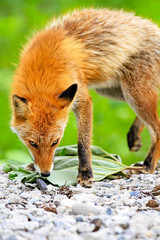 Japanese red fox in Hokkaido, Japan